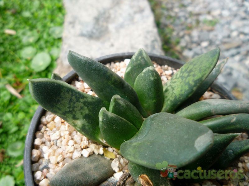 A photo of Gasteria pseudonigricans  