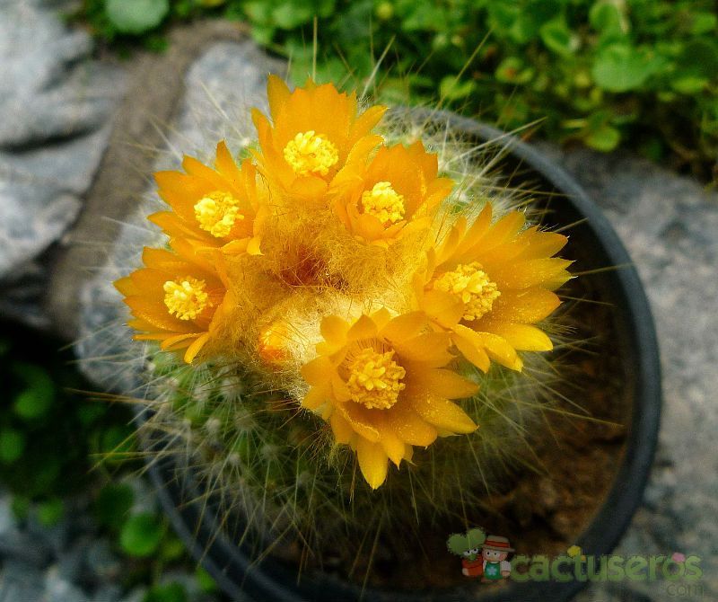 Una foto de Parodia chrysacanthion