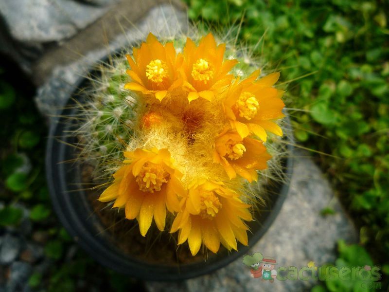 Una foto de Parodia chrysacanthion