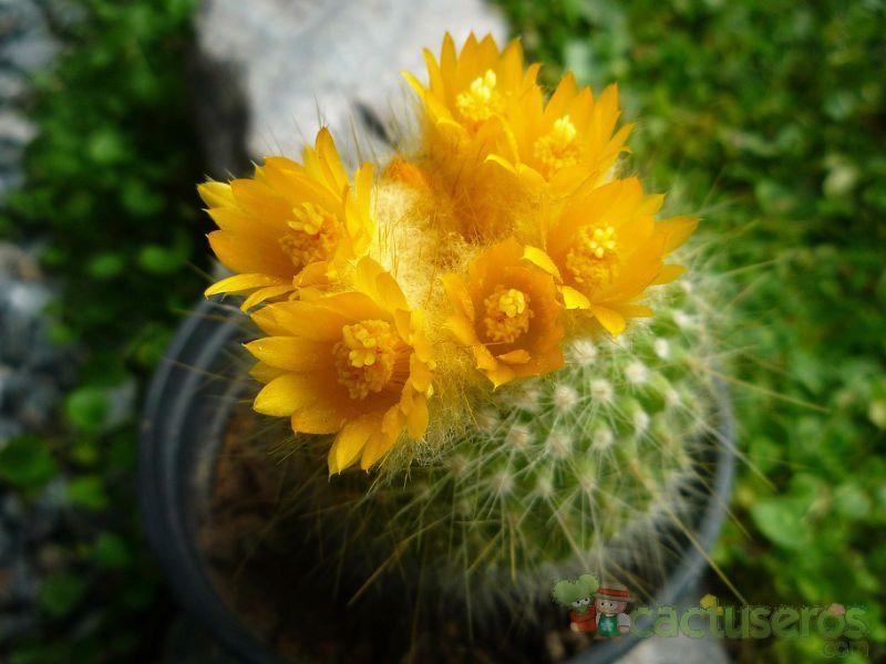 Una foto de Parodia chrysacanthion