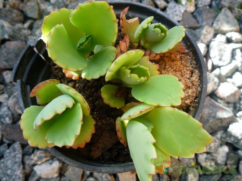 Una foto de Bryophyllum laetivirens