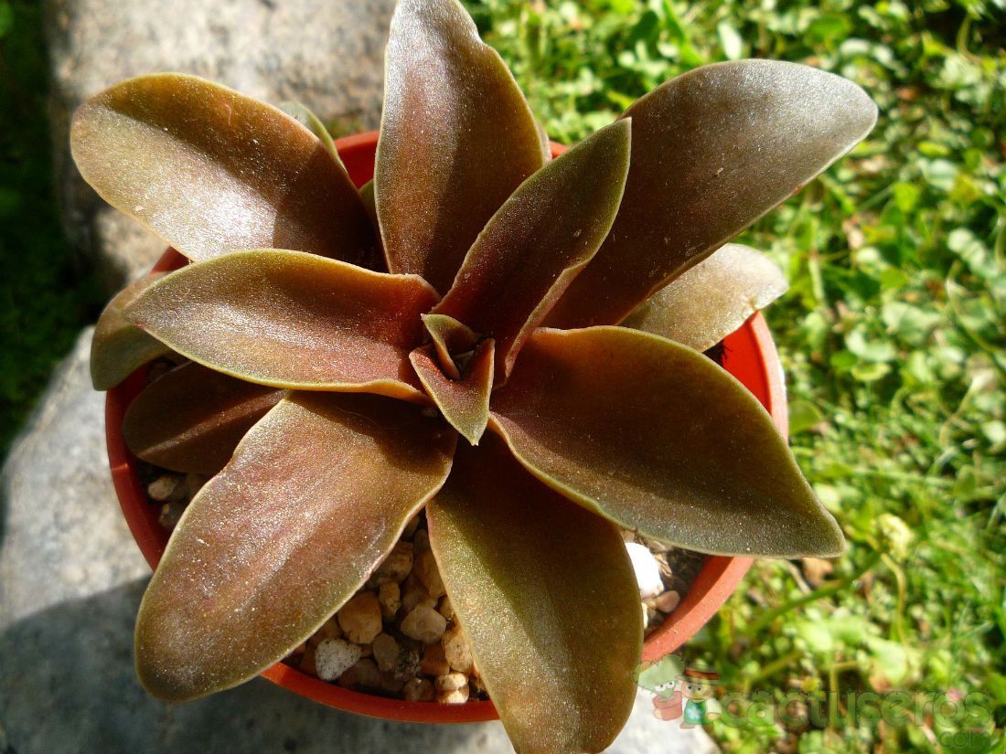 A photo of Echeveria racemosa
