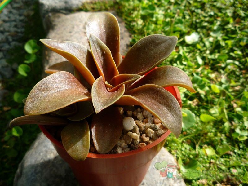 A photo of Echeveria racemosa