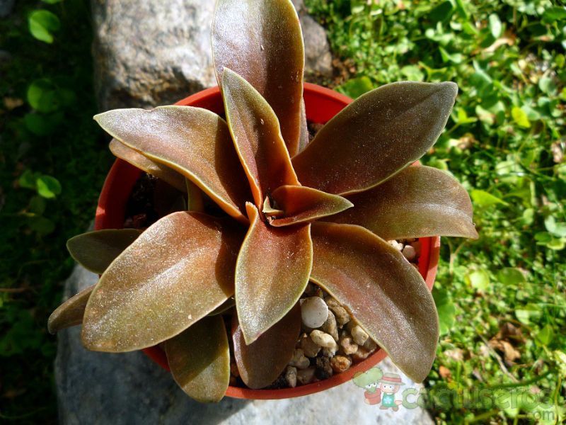 A photo of Echeveria racemosa
