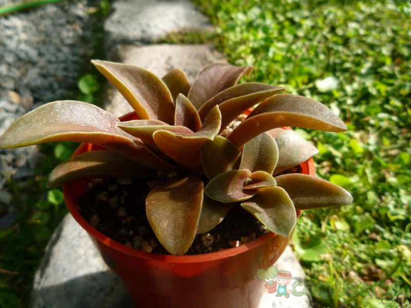 A photo of Echeveria racemosa