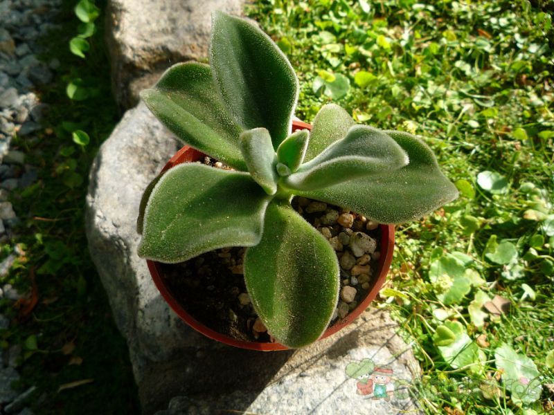 A photo of Echeveria coccinea