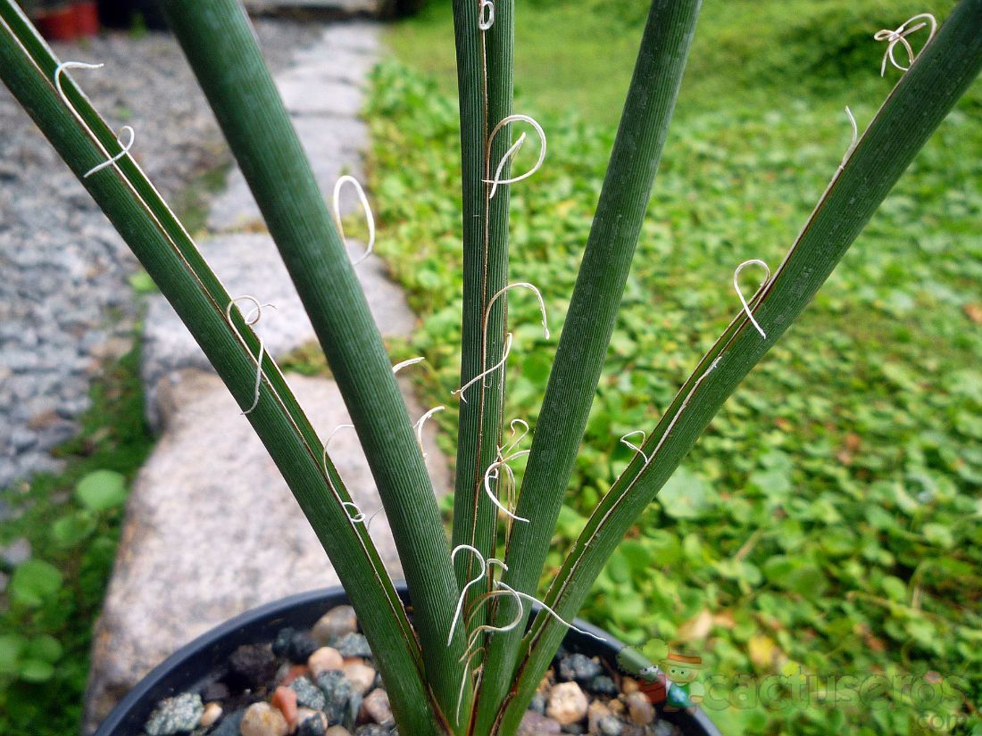 Una foto de Hesperaloe parviflora  