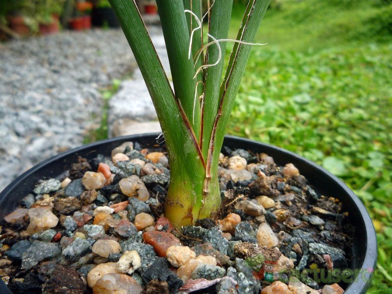 Una foto de Hesperaloe parviflora  
