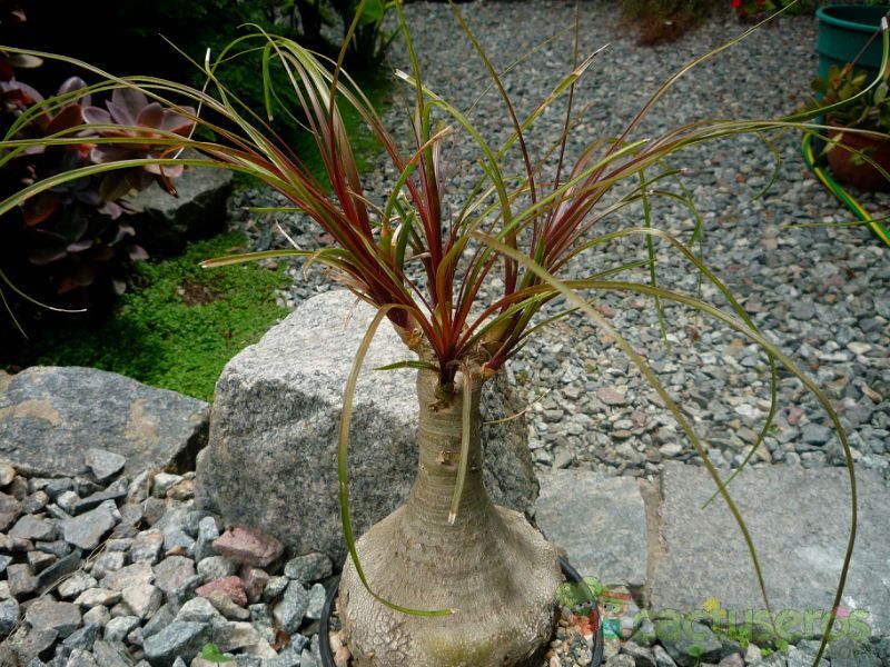 A photo of Beaucarnea guatemalensis  