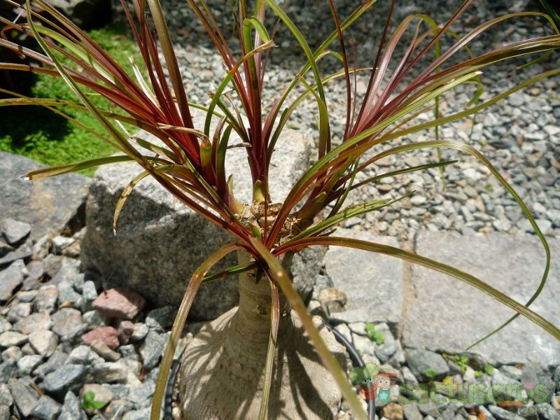 A photo of Beaucarnea guatemalensis  