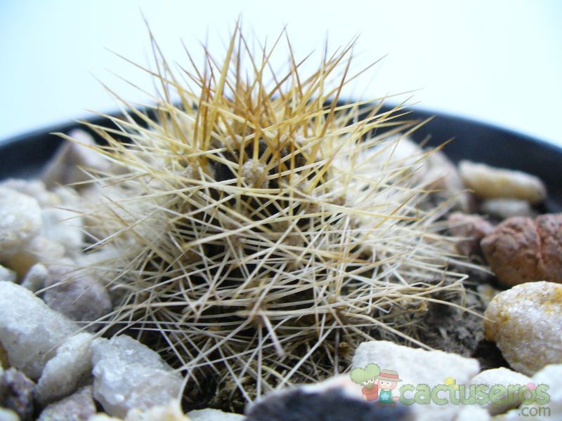 Una foto de Matucana weberbaueri