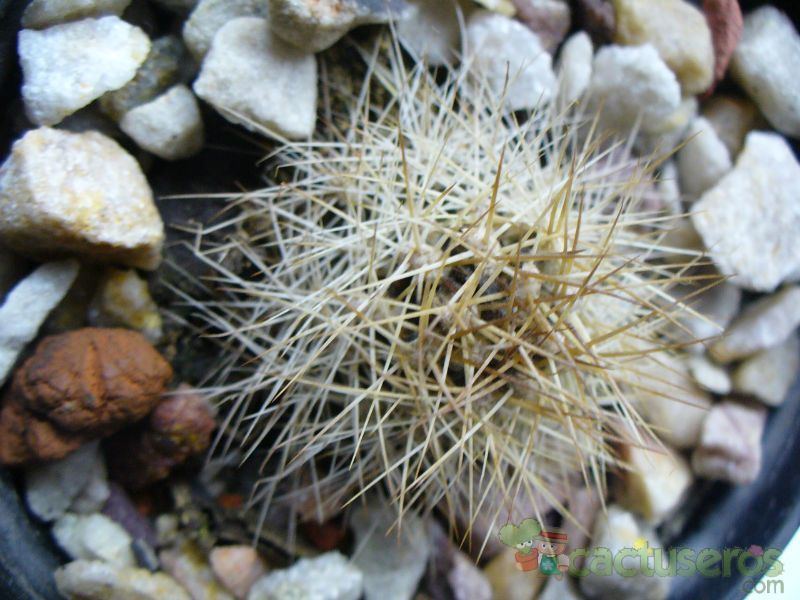 Una foto de Matucana weberbaueri