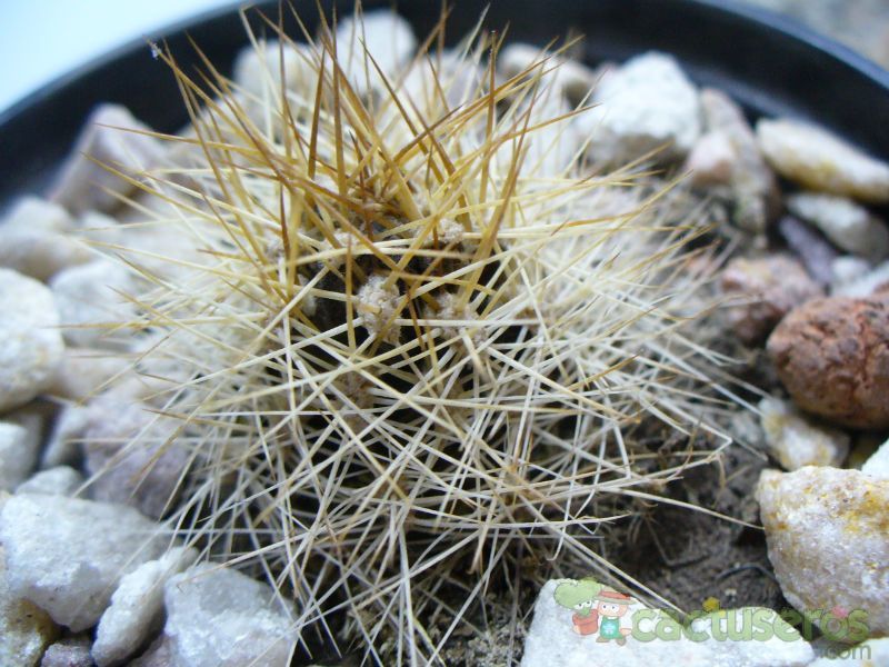 Una foto de Matucana weberbaueri