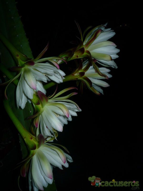 Una foto de Cereus uruguayanus