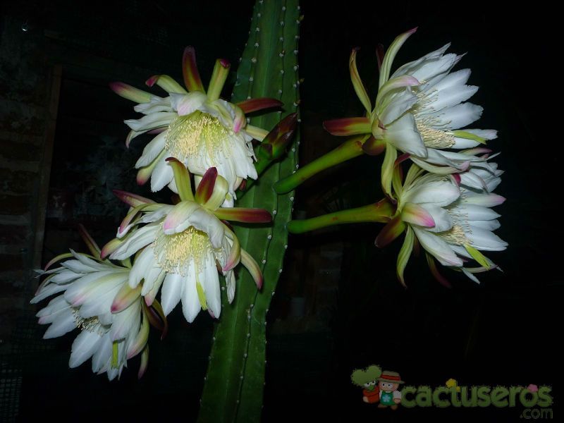 A photo of Cereus uruguayanus
