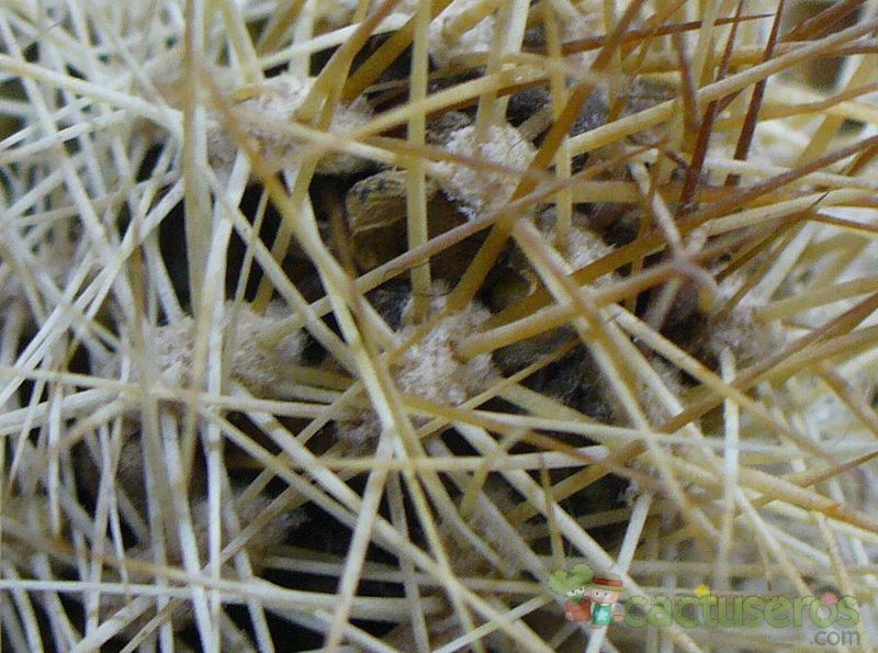 Una foto de Matucana weberbaueri