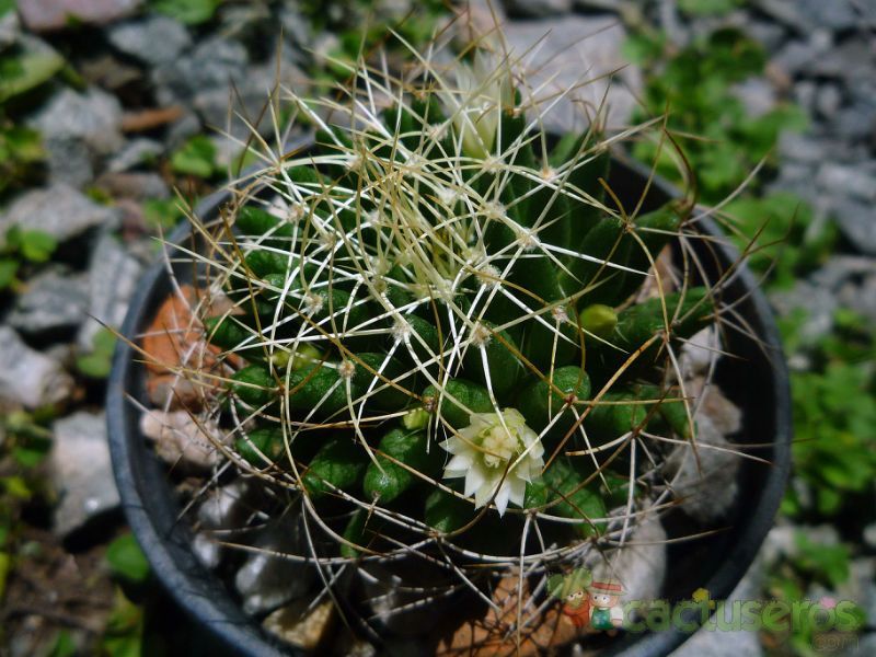 A photo of Mammillaria decipiens ssp. camptotricha
