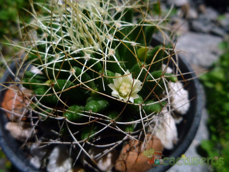 A photo of Mammillaria decipiens ssp. camptotricha