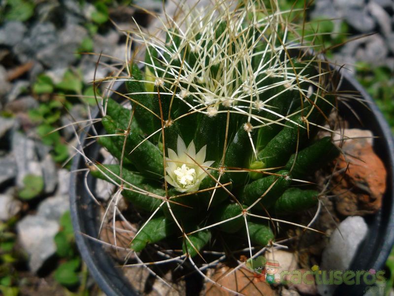 A photo of Mammillaria decipiens ssp. camptotricha