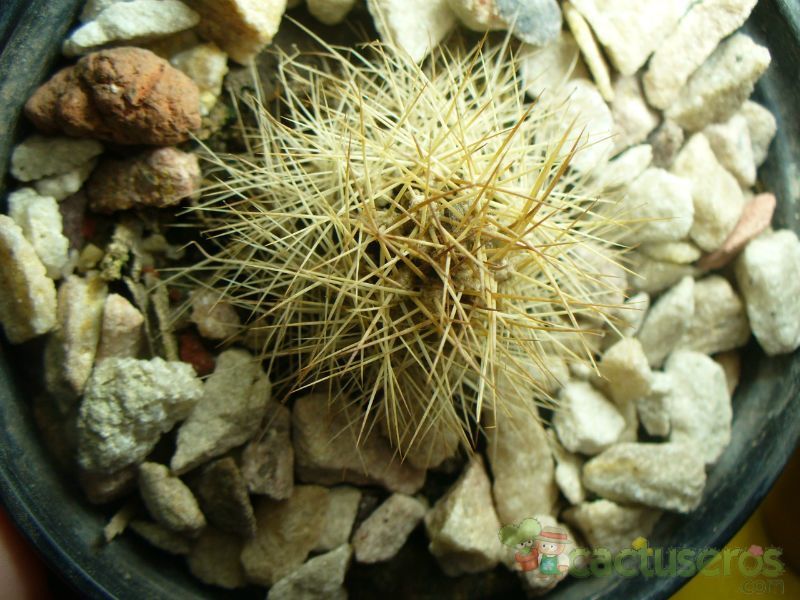 Una foto de Matucana weberbaueri