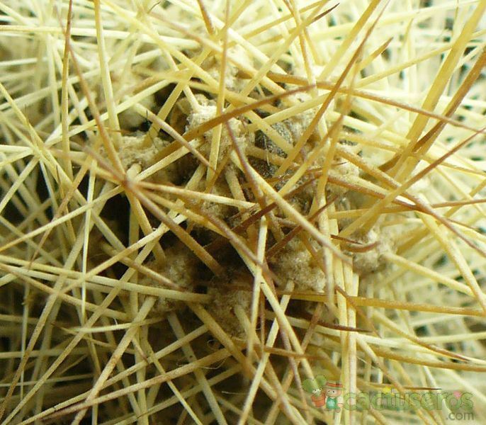 Una foto de Matucana weberbaueri