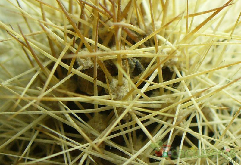 Una foto de Matucana weberbaueri