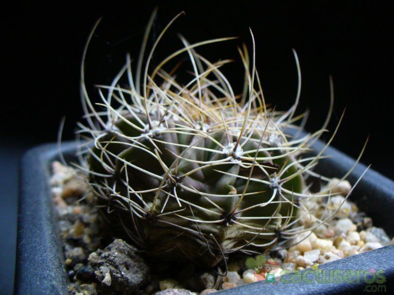 Una foto de Acanthocalycium klimpelianum
