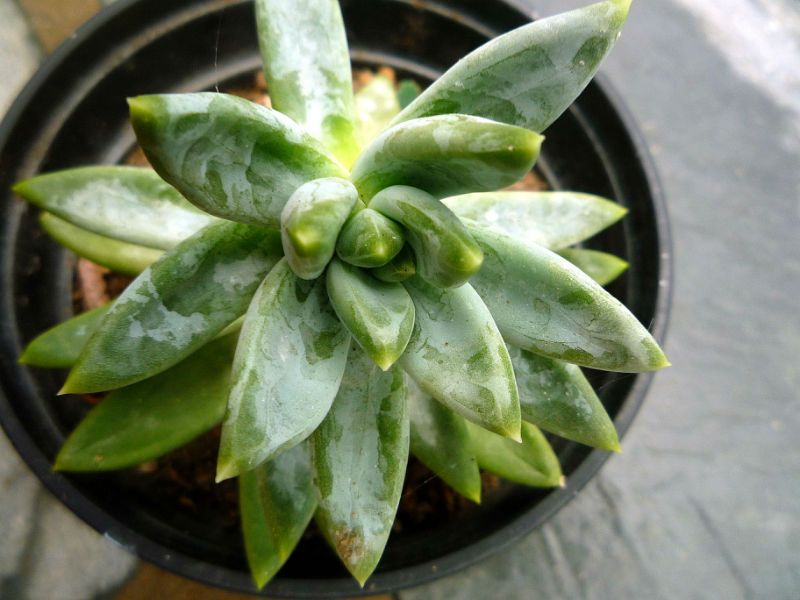 A photo of Pachyveria Bea (Pachyphytum compactum x Echeveria sp) (Hibrido)