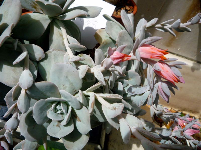 Una foto de Echeveria cv. Caly Argentea (E. laui x E. runyonii)