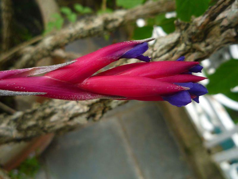 A photo of Tillandsia aeranthos  