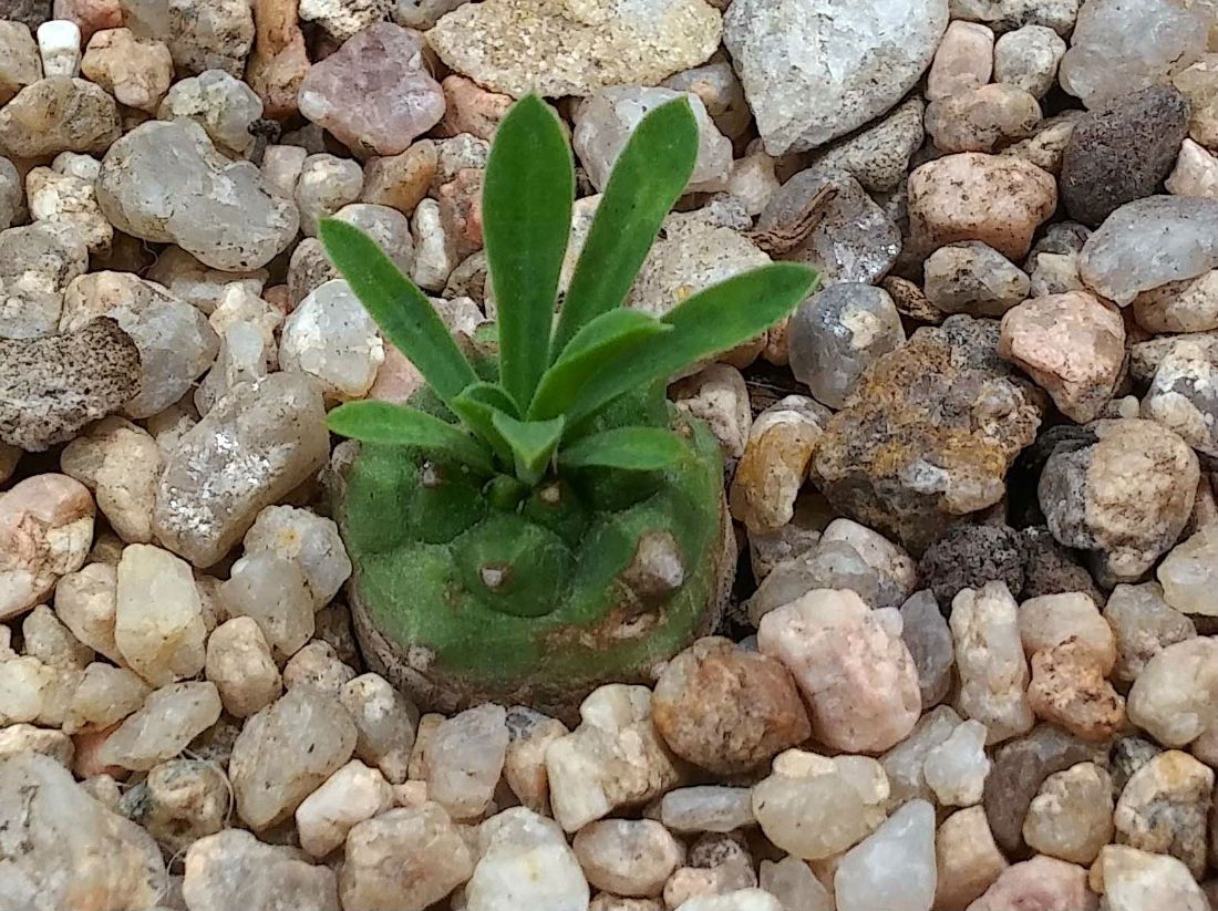 A photo of Euphorbia bupleurifolia x susannae