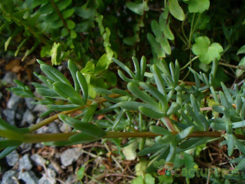 Una foto de Lampranthus multiradiatus