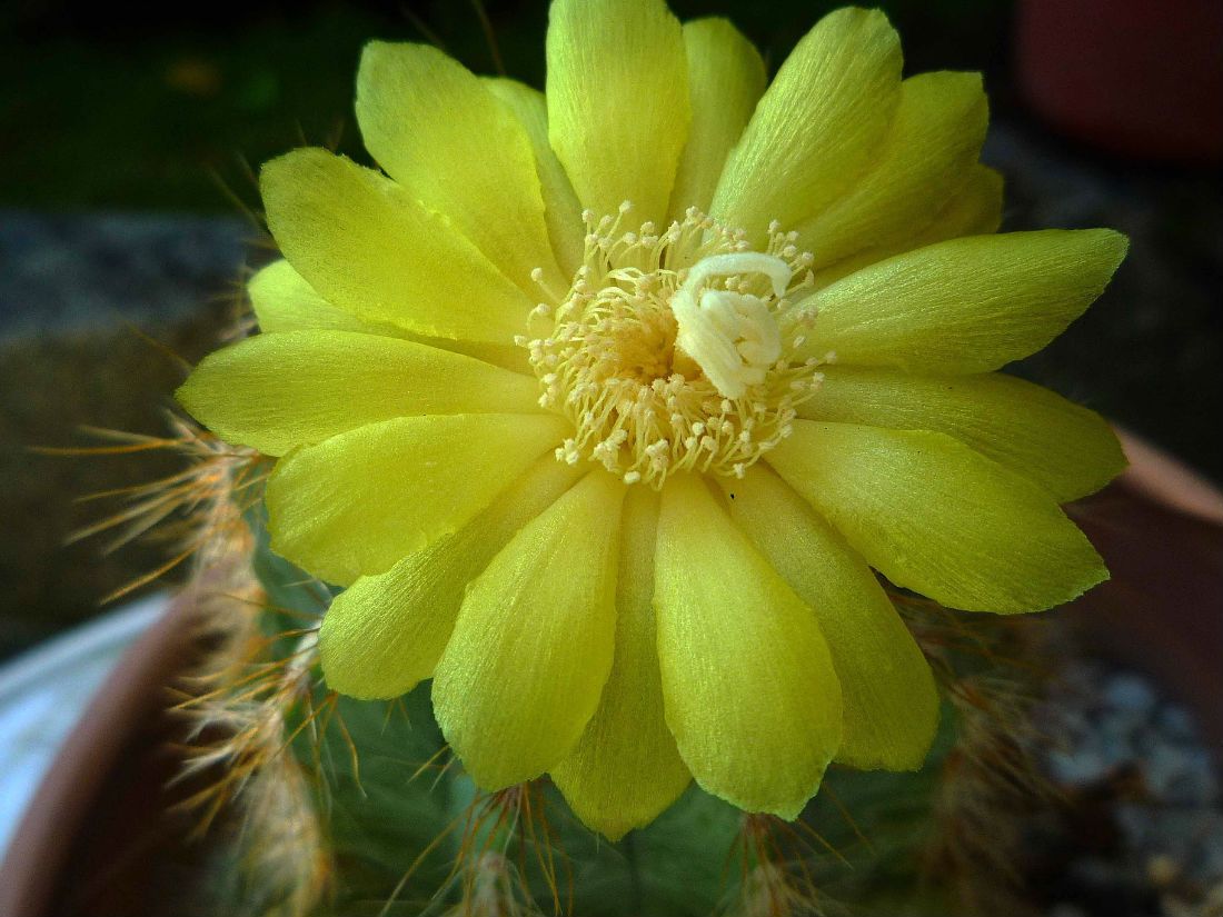 A photo of Parodia magnifica