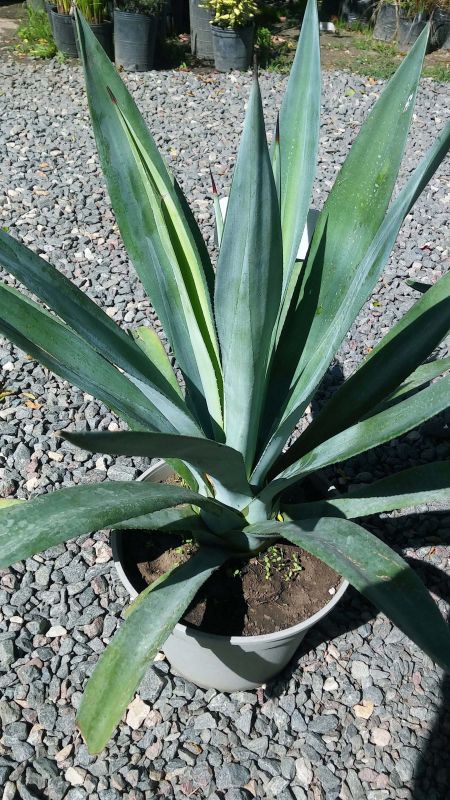 A photo of Agave tequilana  