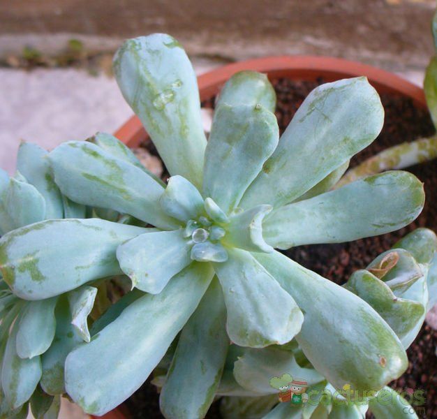 A photo of Echeveria runyonii cv. Topsy turvy 
