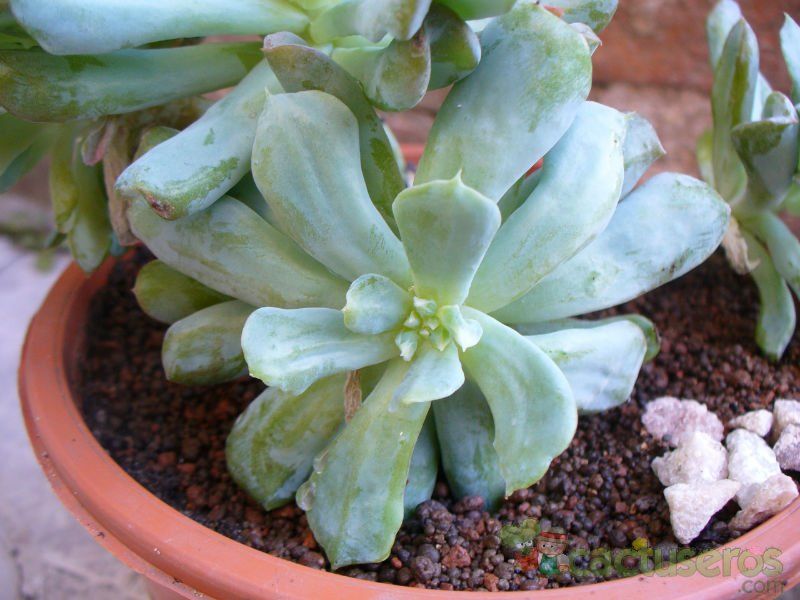 A photo of Echeveria runyonii cv. Topsy turvy 