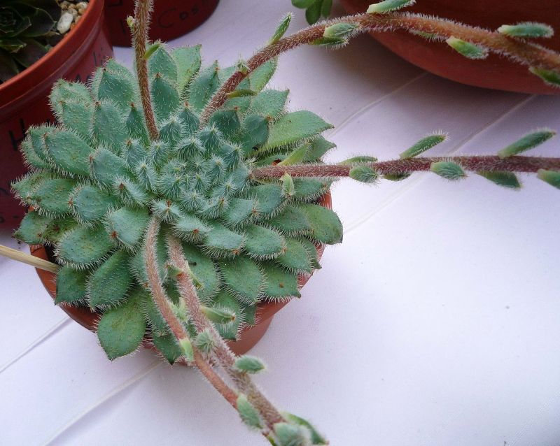 A photo of Echeveria setosa var. ciliata