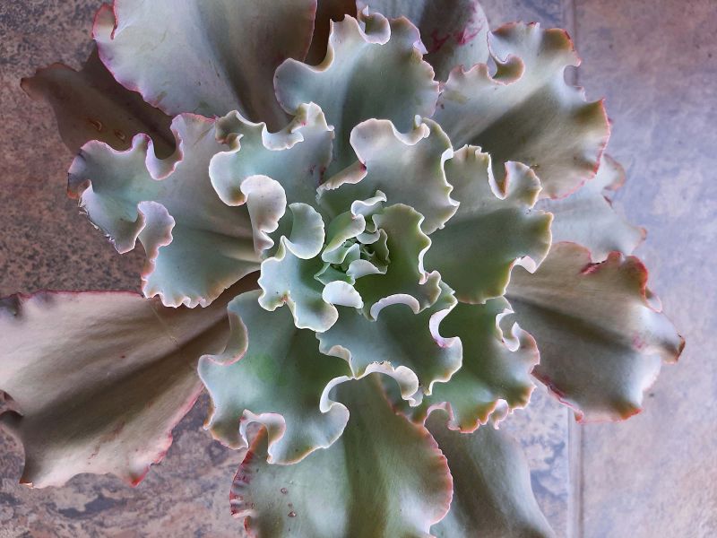 A photo of Echeveria cv. Blue Curls