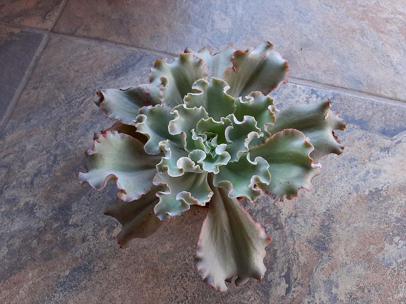 A photo of Echeveria cv. Blue Curls