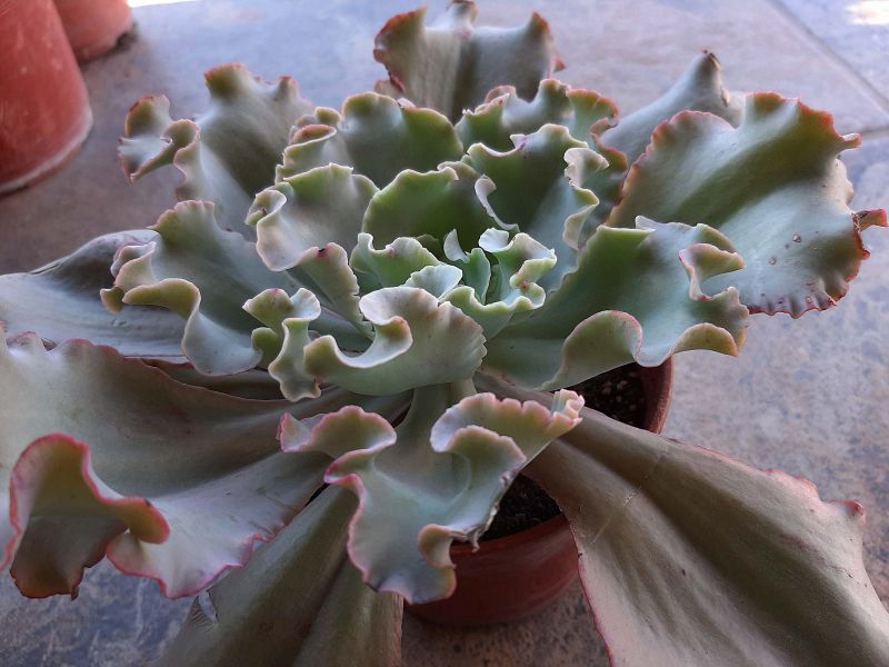 A photo of Echeveria cv. Blue Curls