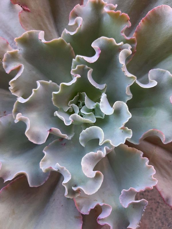A photo of Echeveria cv. Blue Curls