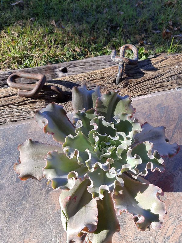 A photo of Echeveria cv. Blue Curls