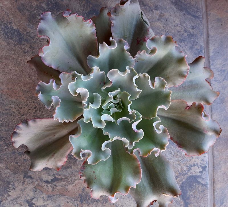 A photo of Echeveria cv. Blue Curls