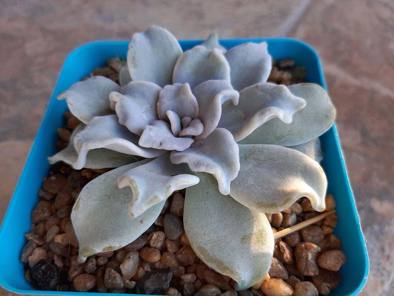 A photo of Echeveria Crispate Beauty