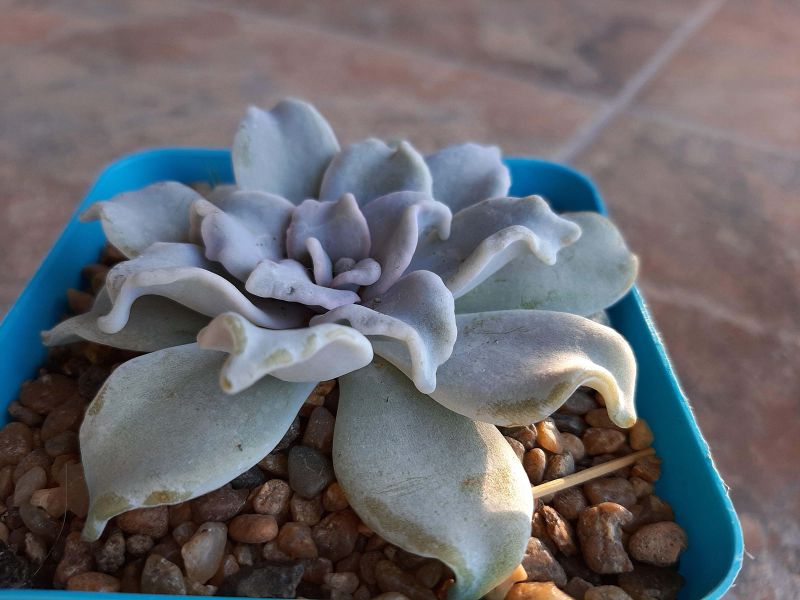 A photo of Echeveria Crispate Beauty