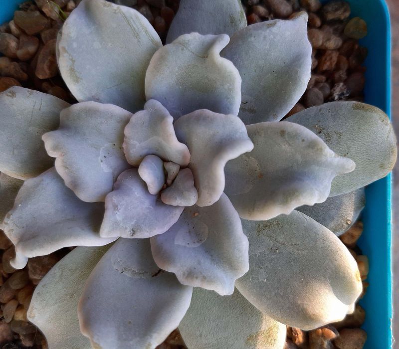 A photo of Echeveria Crispate Beauty