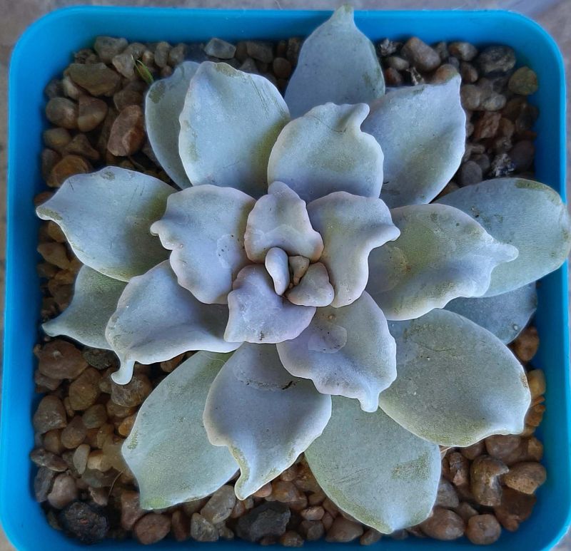 A photo of Echeveria Crispate Beauty