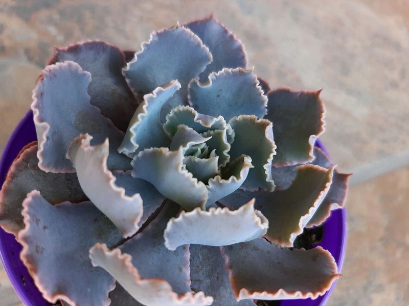 Una foto de Echeveria shaviana