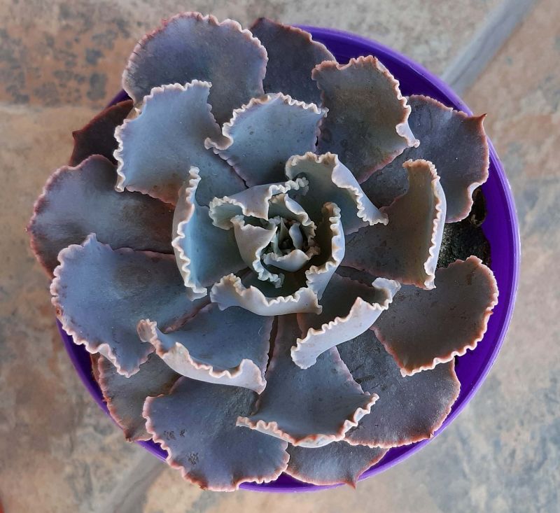 Una foto de Echeveria shaviana