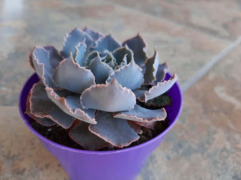 Una foto de Echeveria shaviana